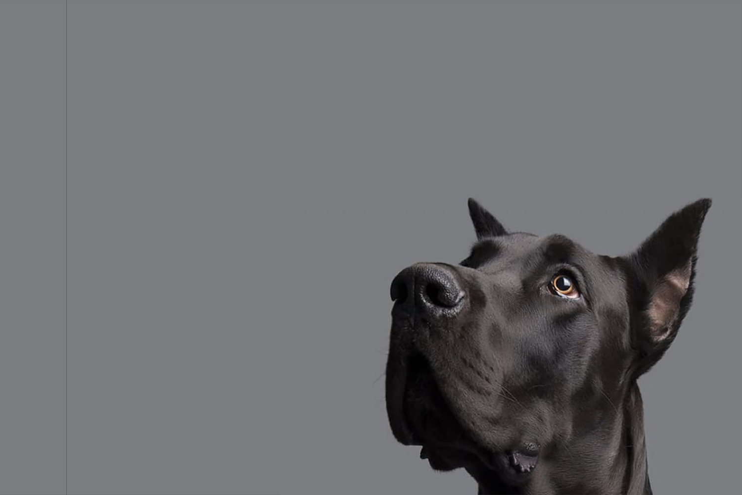 Anubis BARF | Nutrición para tú Perro